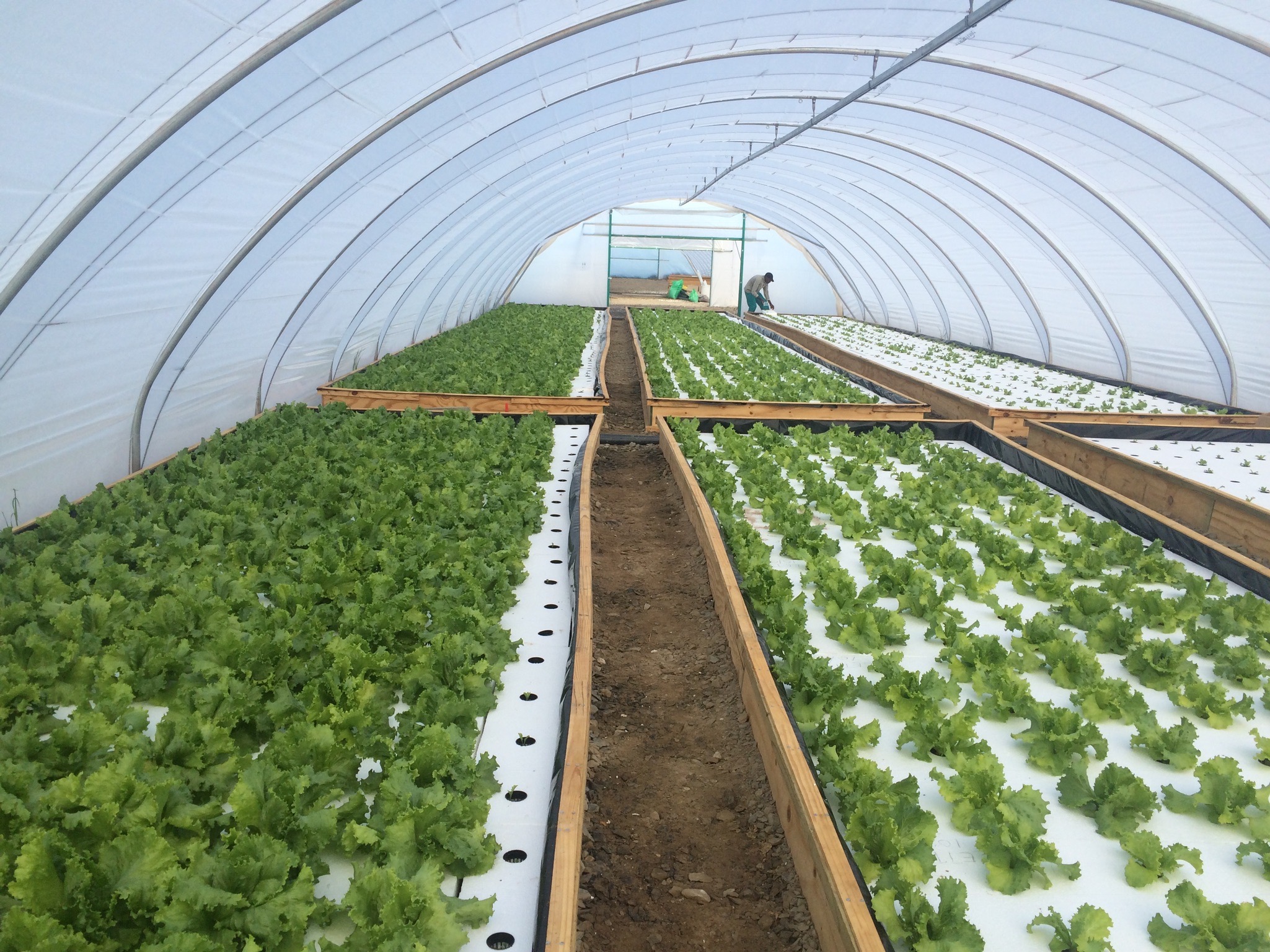 Our symbiotic aquaponic system means we are twice as productive for half the impact.
