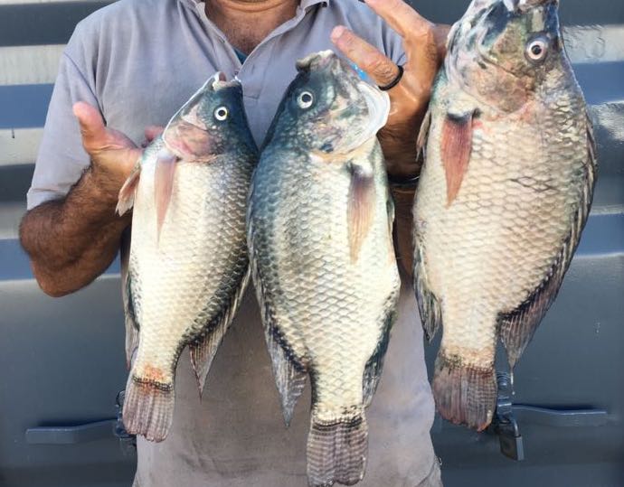 These are our beautiful Cape Bream. They taste as good as they look!
