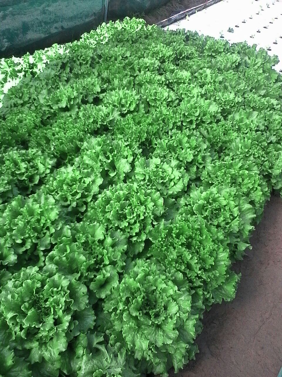 Vibrant green lettuce