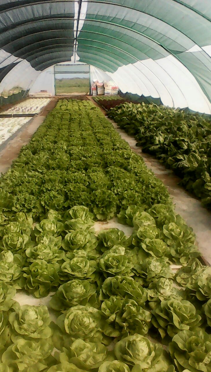 Homemade domes keep the water warm and the weather out.